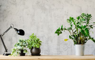 Wallpaper Installation in Alpharetta, GA
